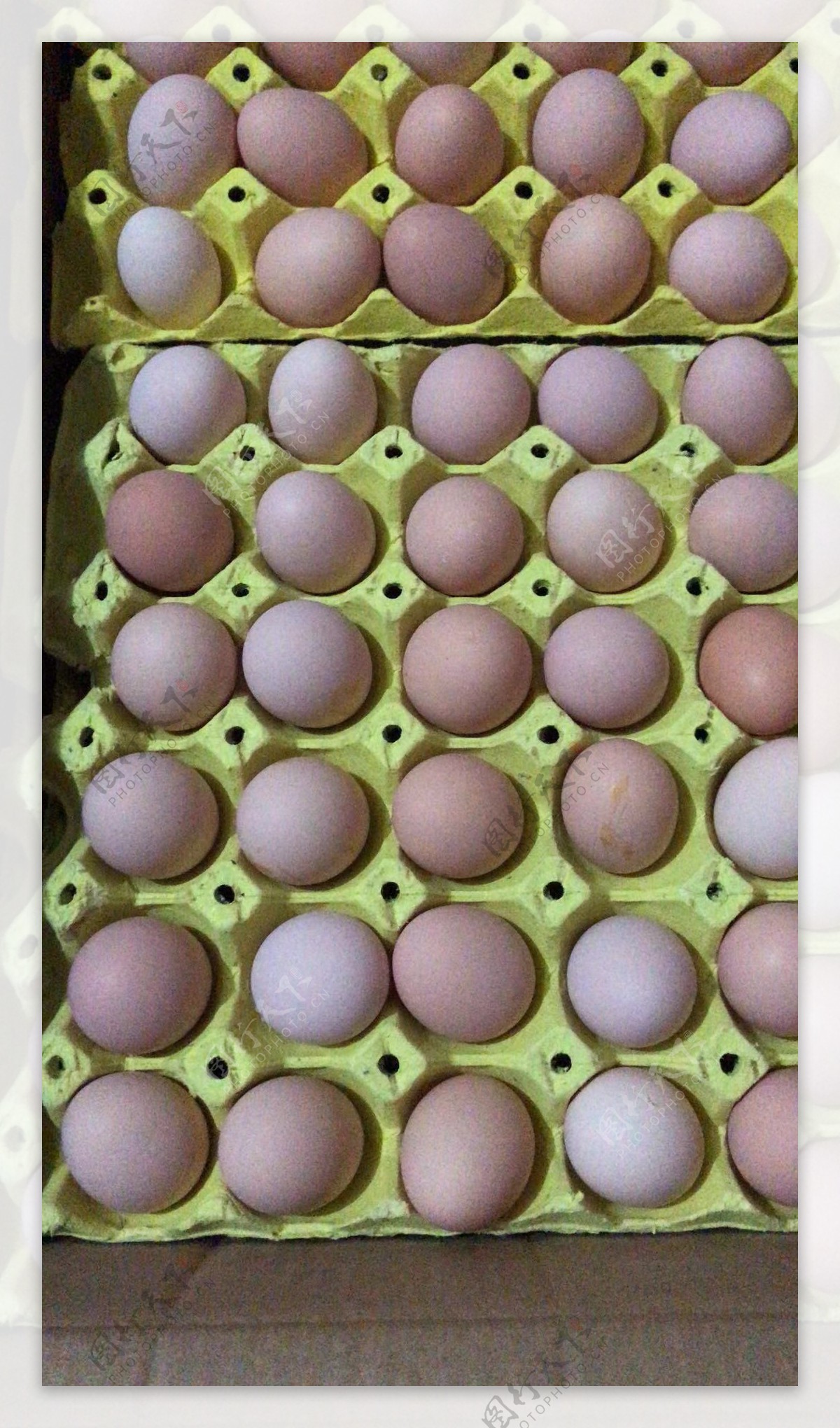 鲜鸡蛋鸡蛋