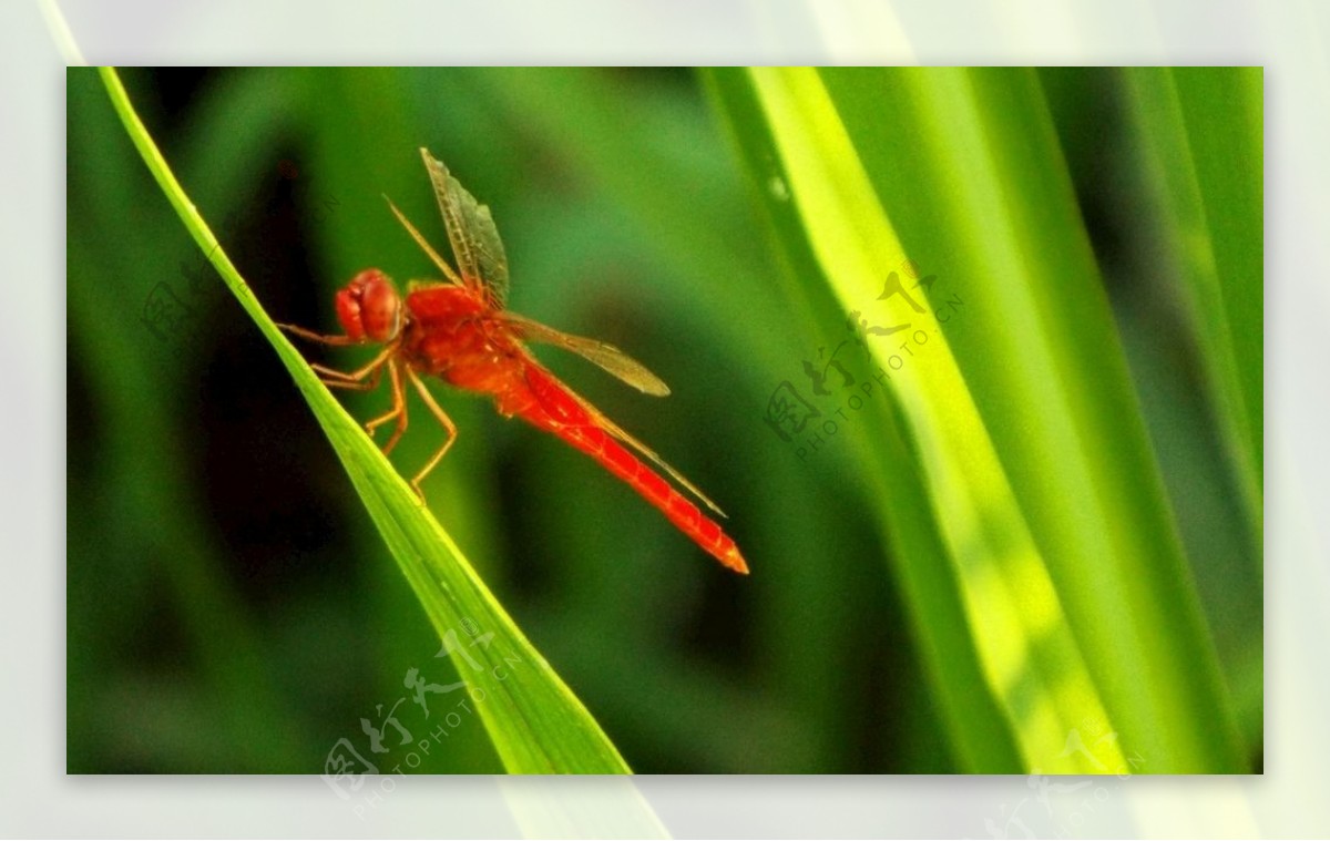 红色蜻蜓