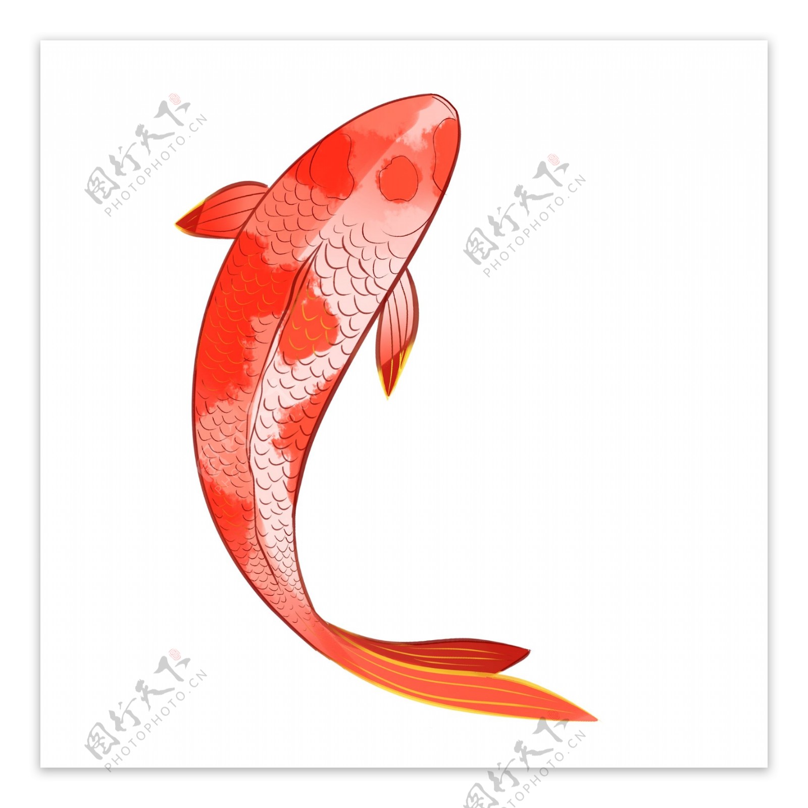 红色锦鲤手绘设计素材