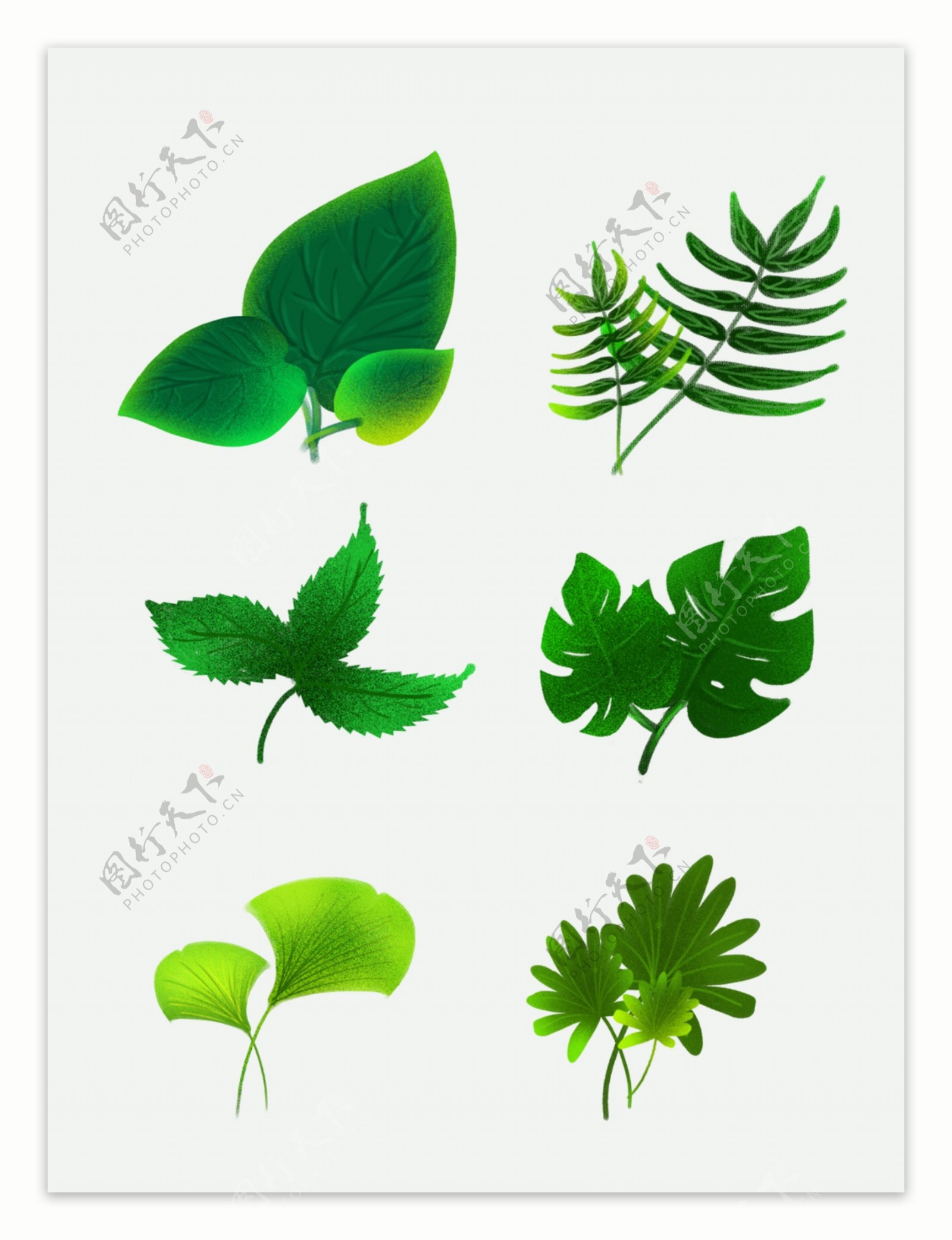 手绘绿色写实植物可商用