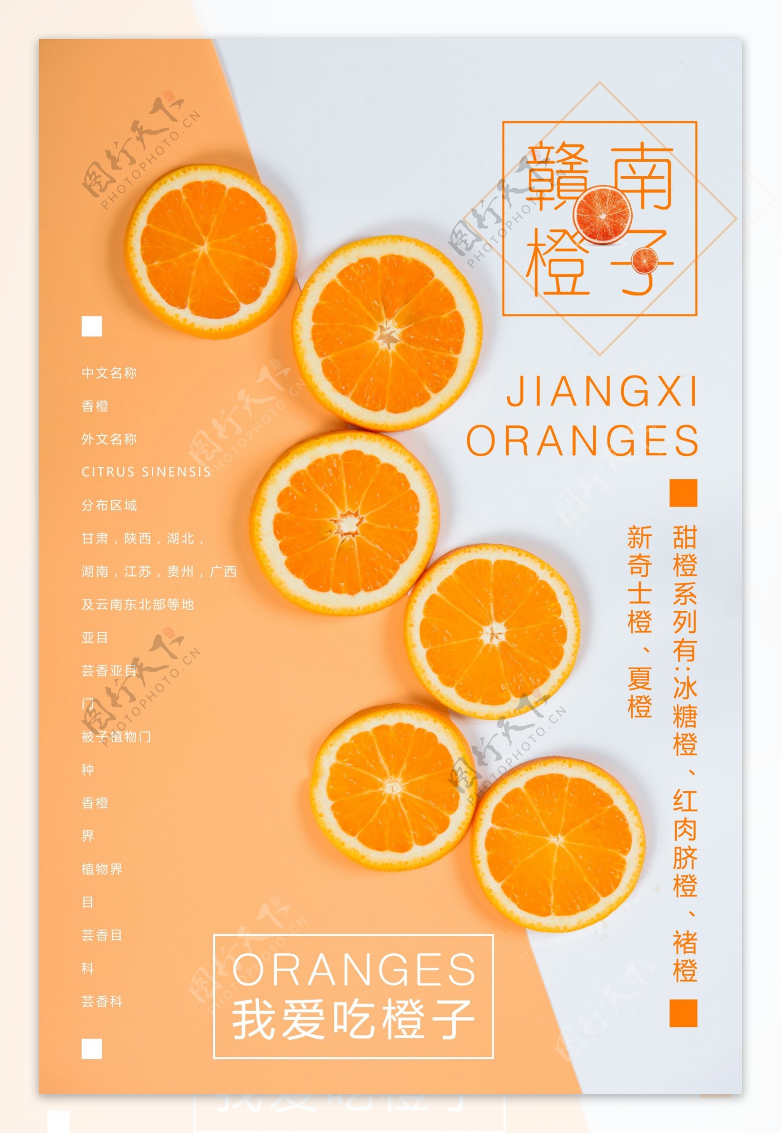 橙子水果画册封面设计