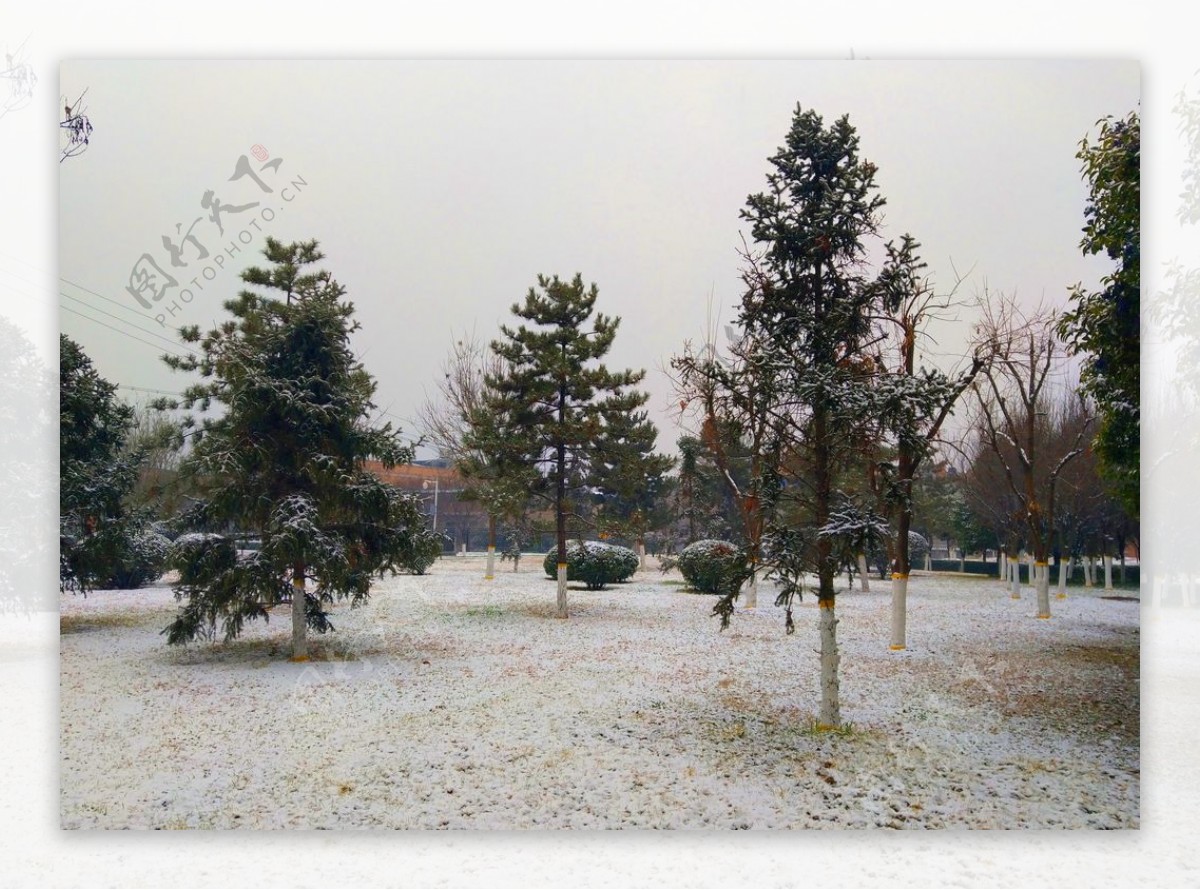 雪天下的公园风景
