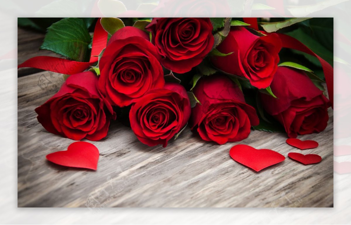 浪漫红色的玫瑰花