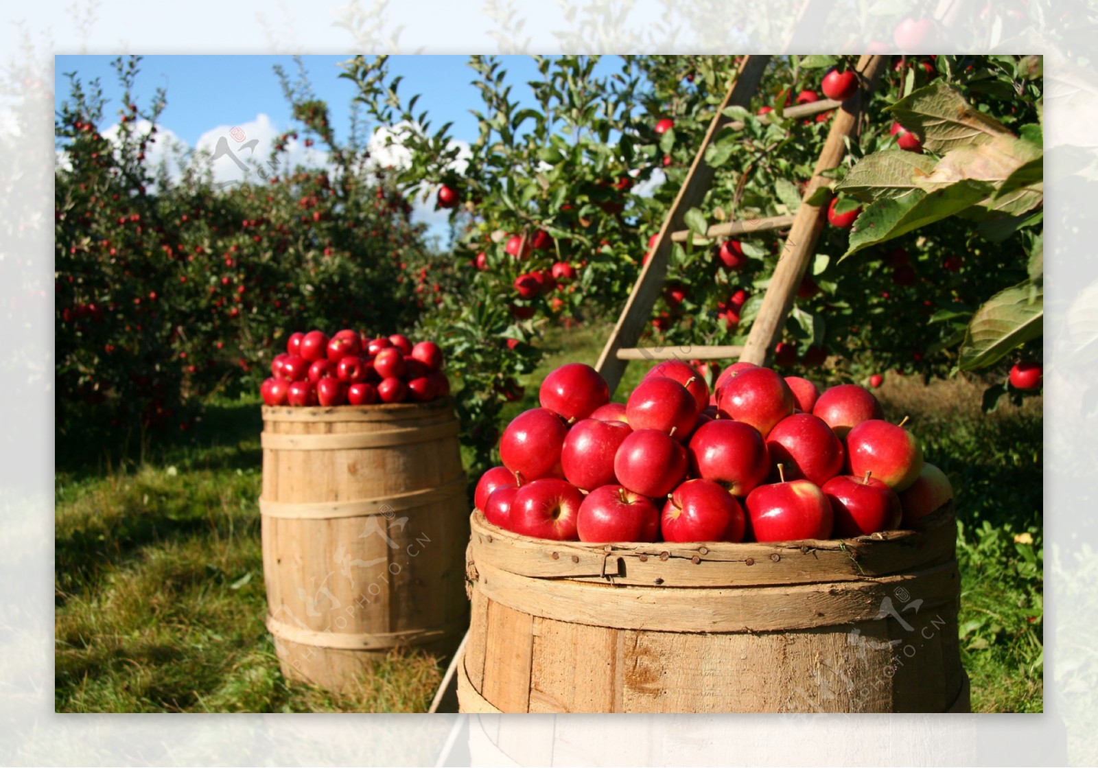 果园里采摘的红苹果