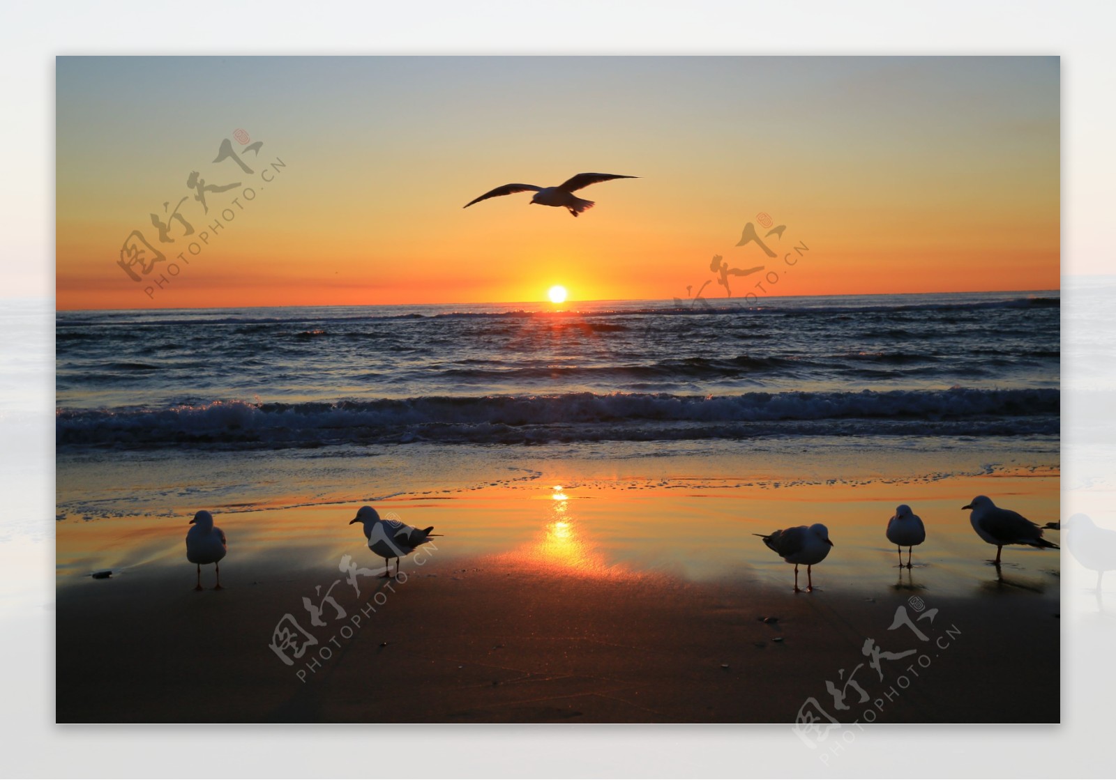 黄金海岸晨曦中的海鸥