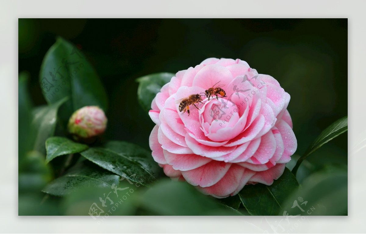 茶花与蜜蜂