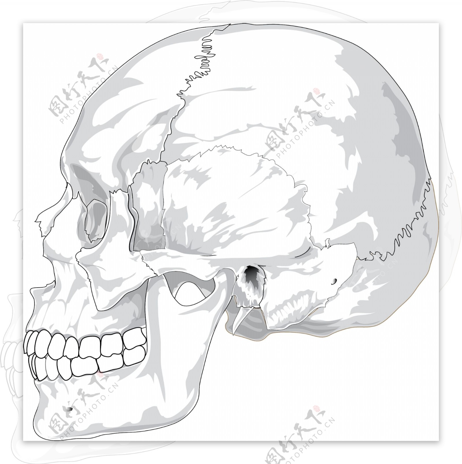 头骨矢量素材