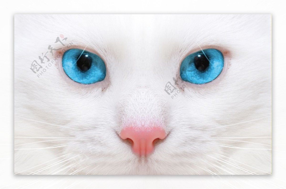 美丽的白猫蓝色眼睛高清