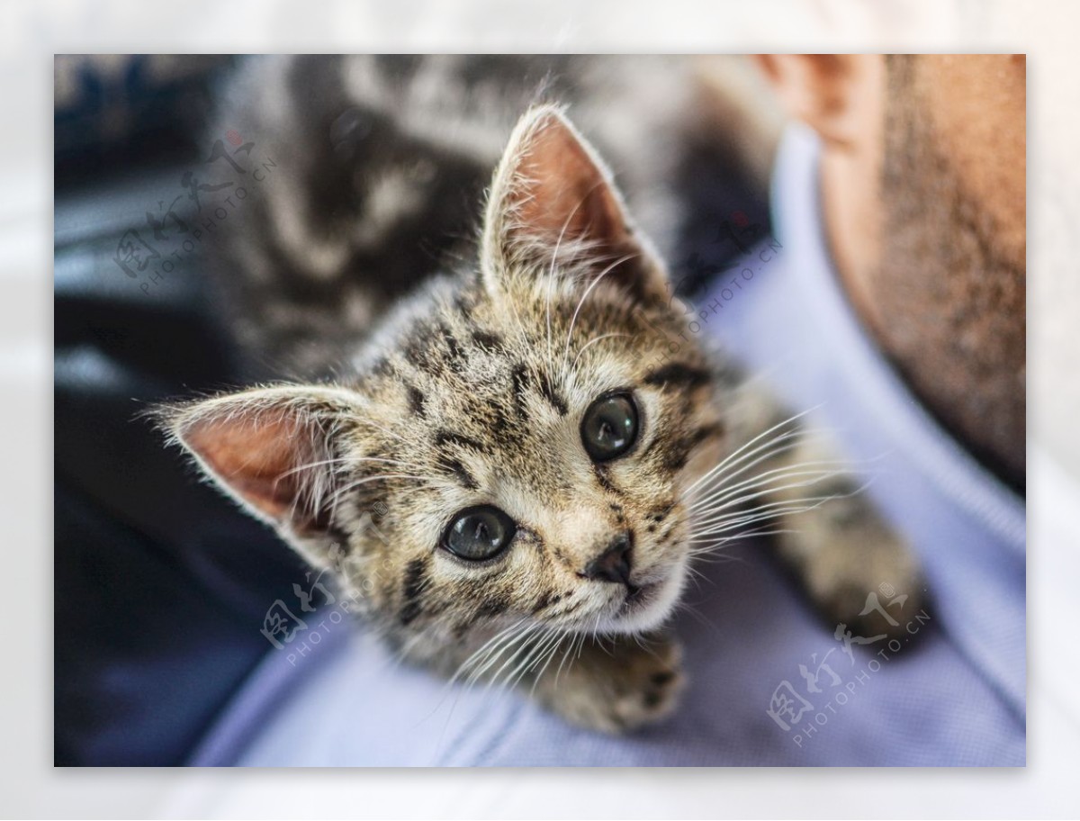 【可爱的小花猫摄影图片】生态摄影_太平洋摄影部落博客_太平洋电脑网摄影部落