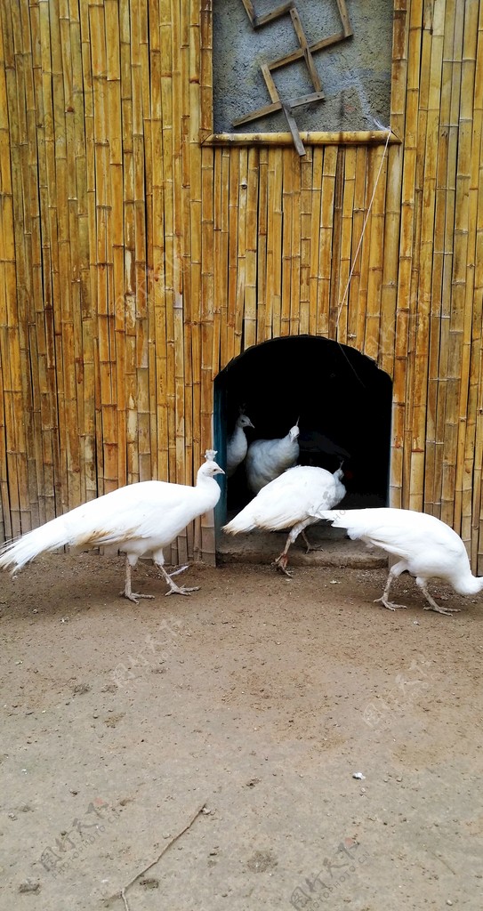 北京八达岭野生动物园白孔雀