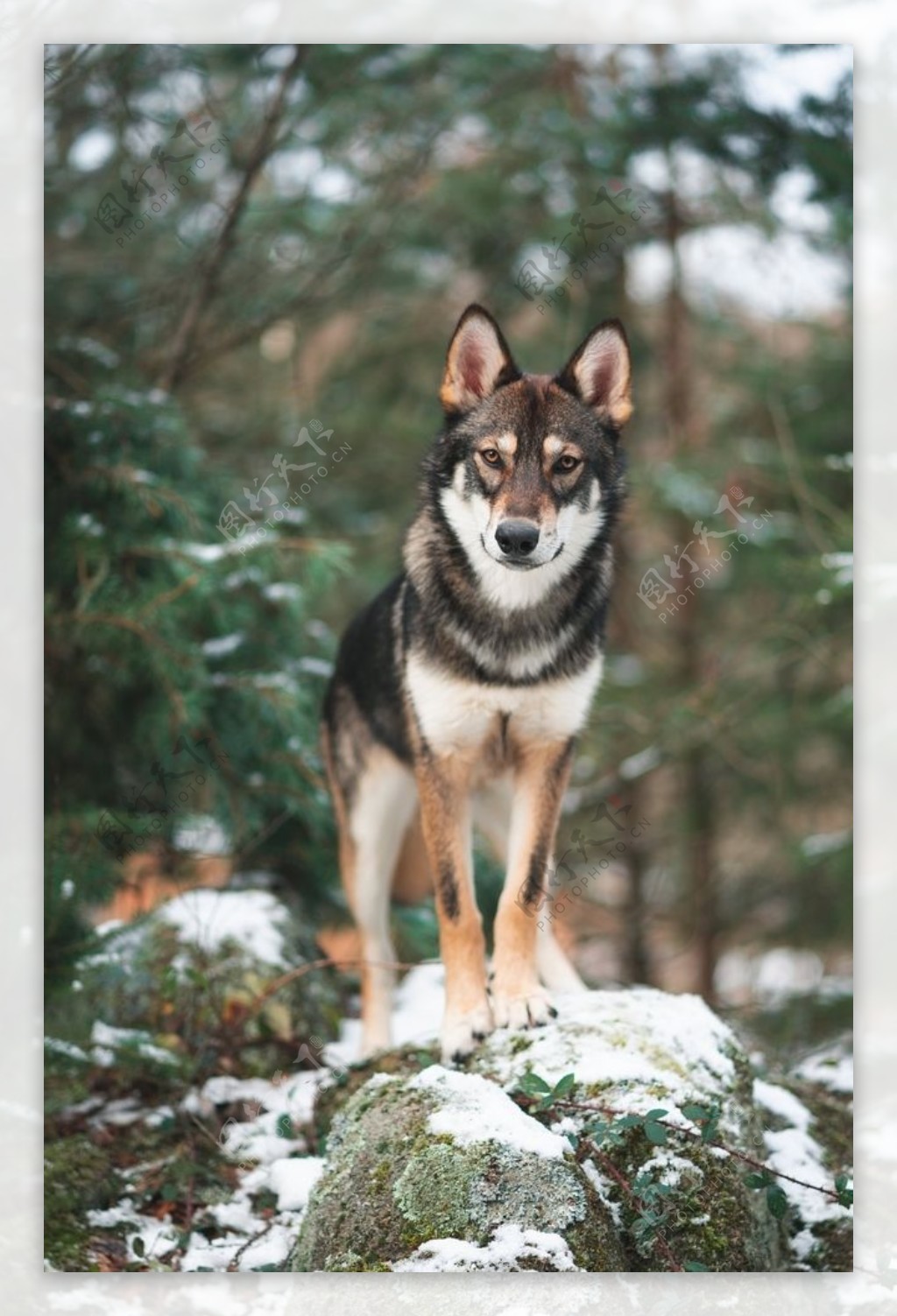 野生狼