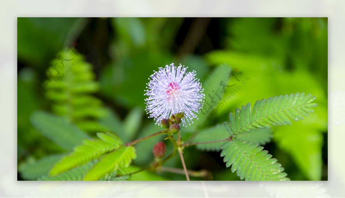 含羞草花