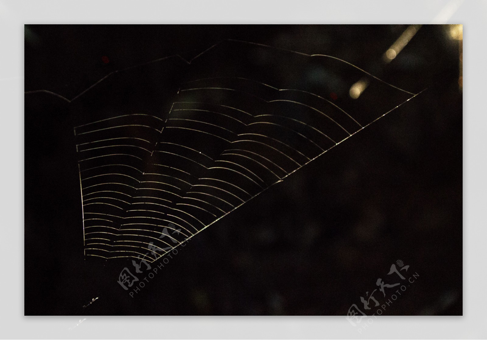 晨光下的蜘蛛网