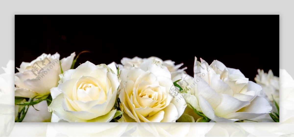 浪漫的白玫瑰