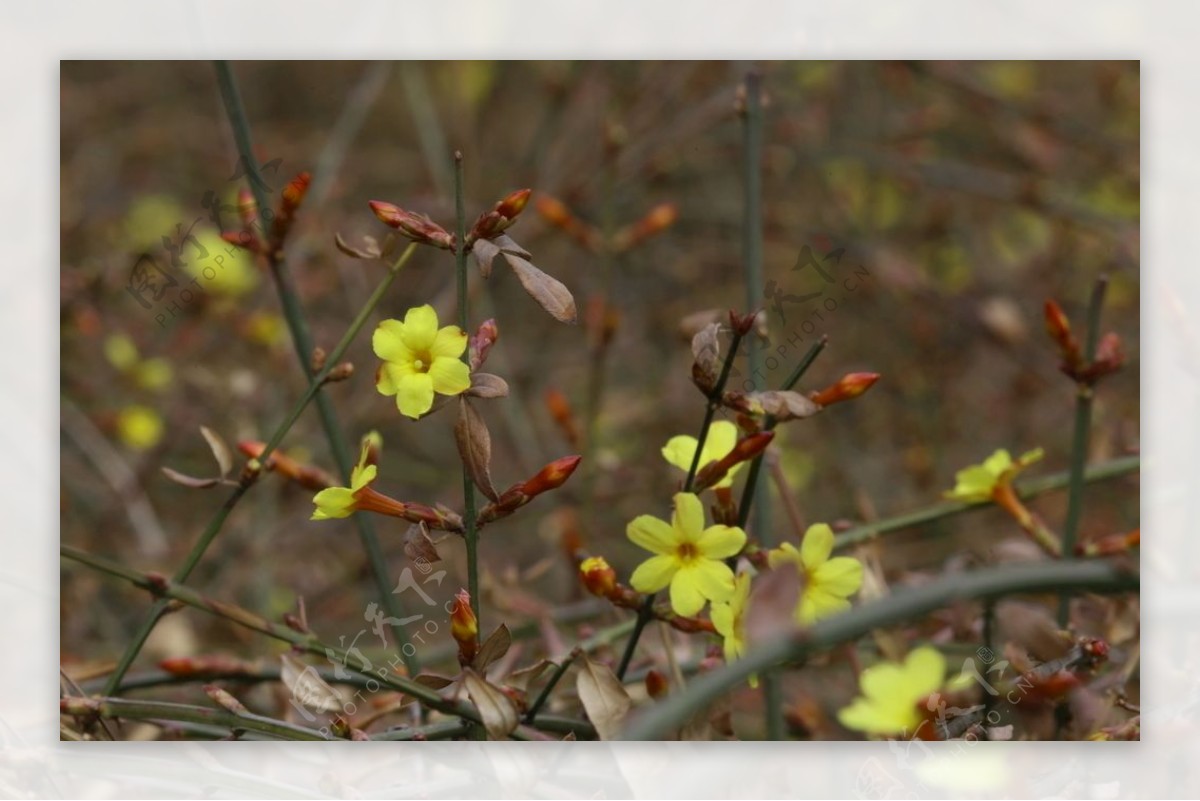 迎春花