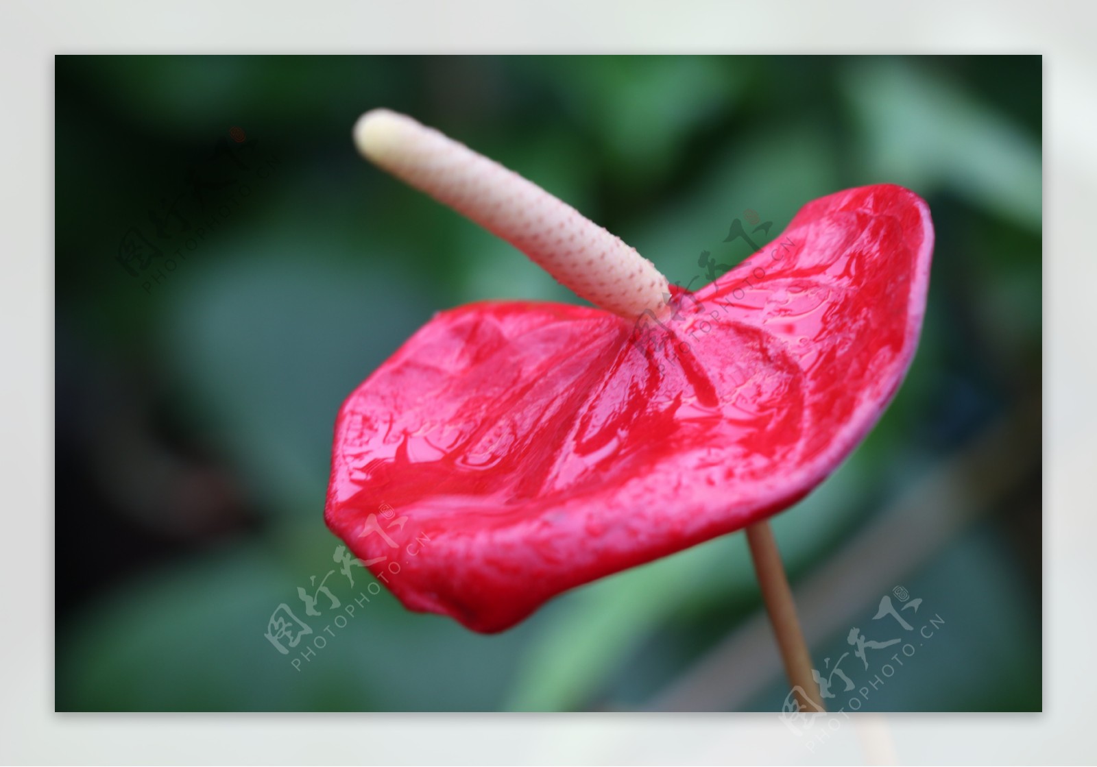 红色红掌花