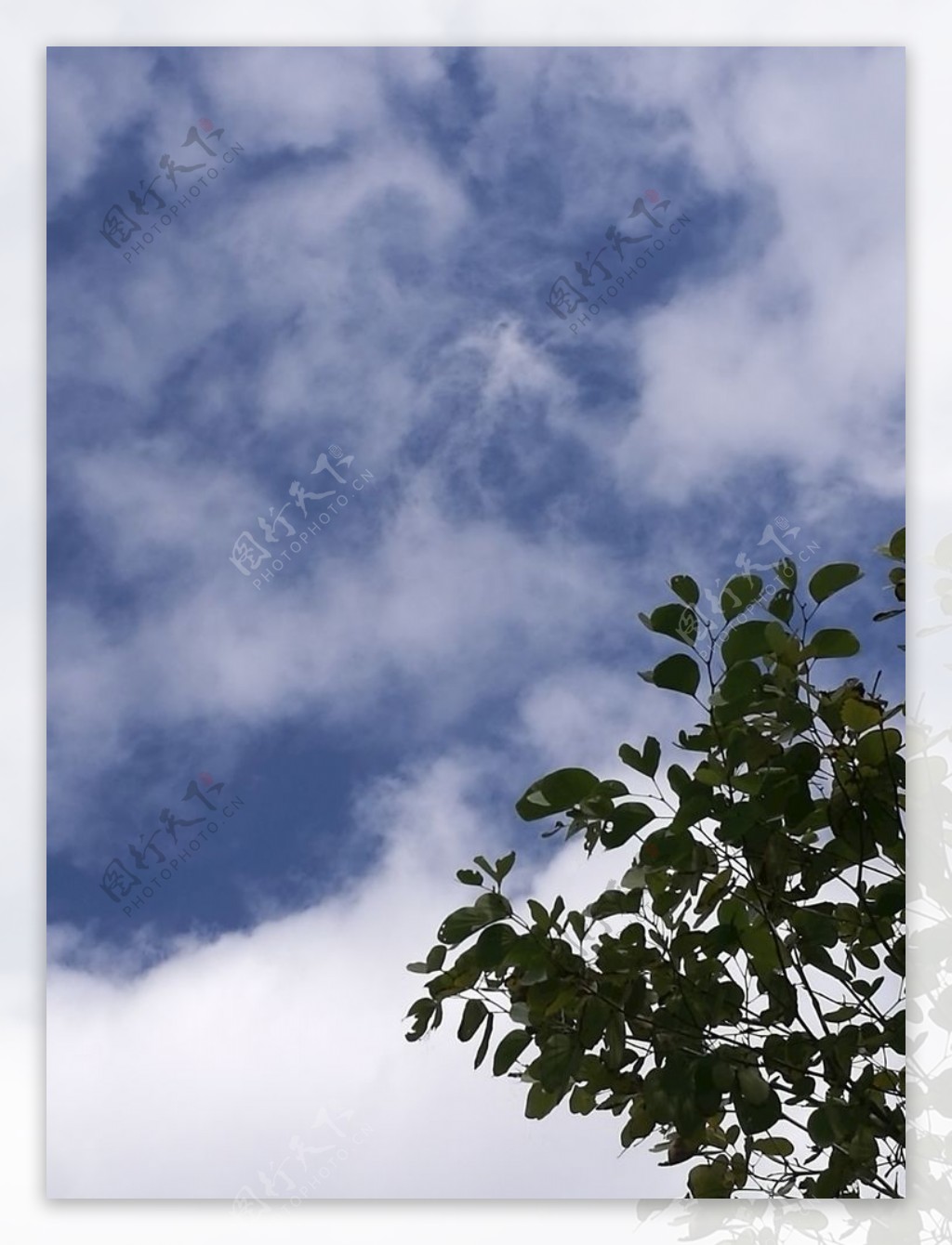 蓝天白云树叶
