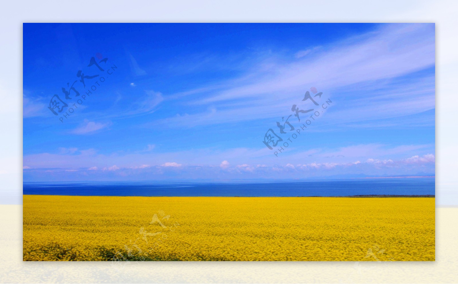 青海湖油菜花田