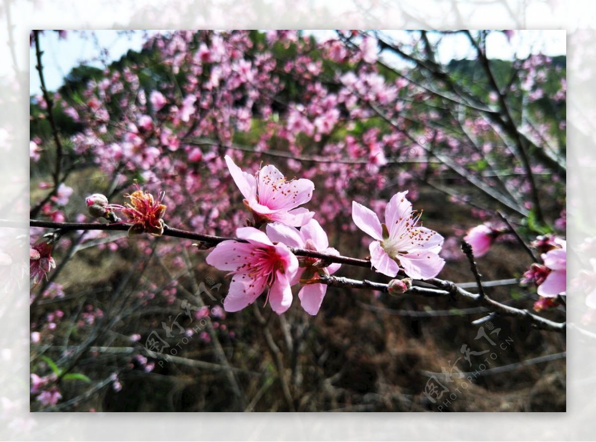 桃花