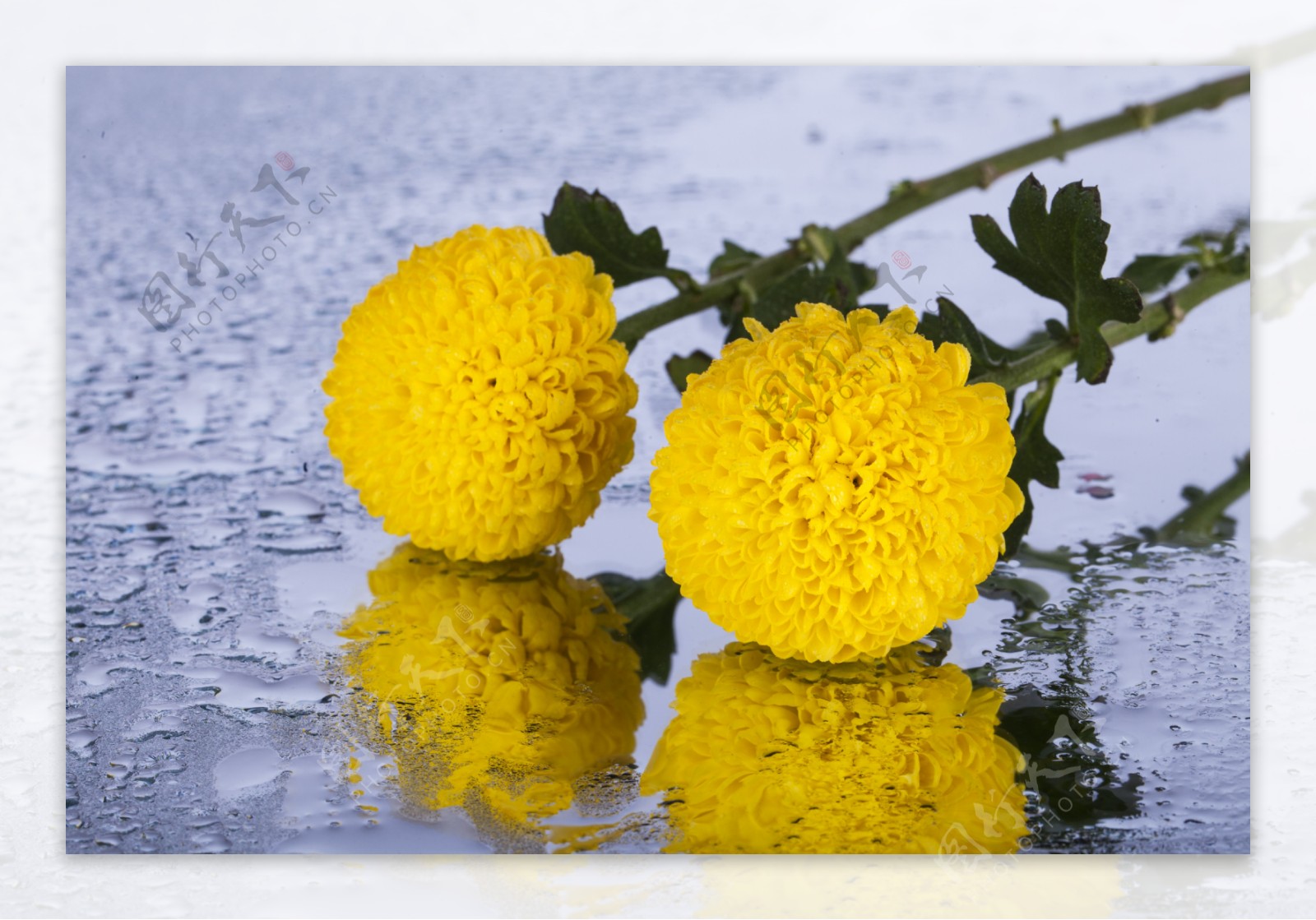 带有露水的黄色菊花2