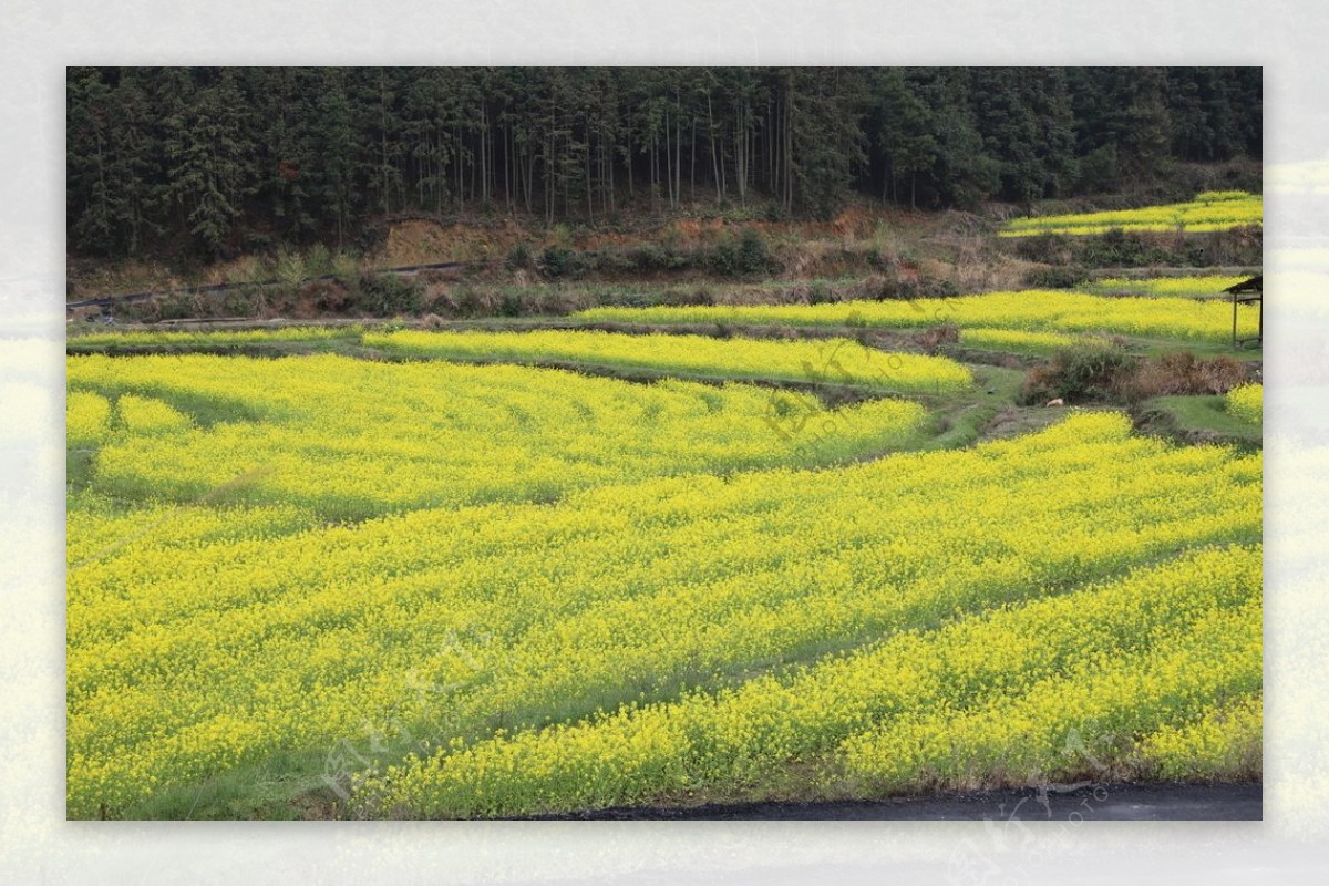 油菜花