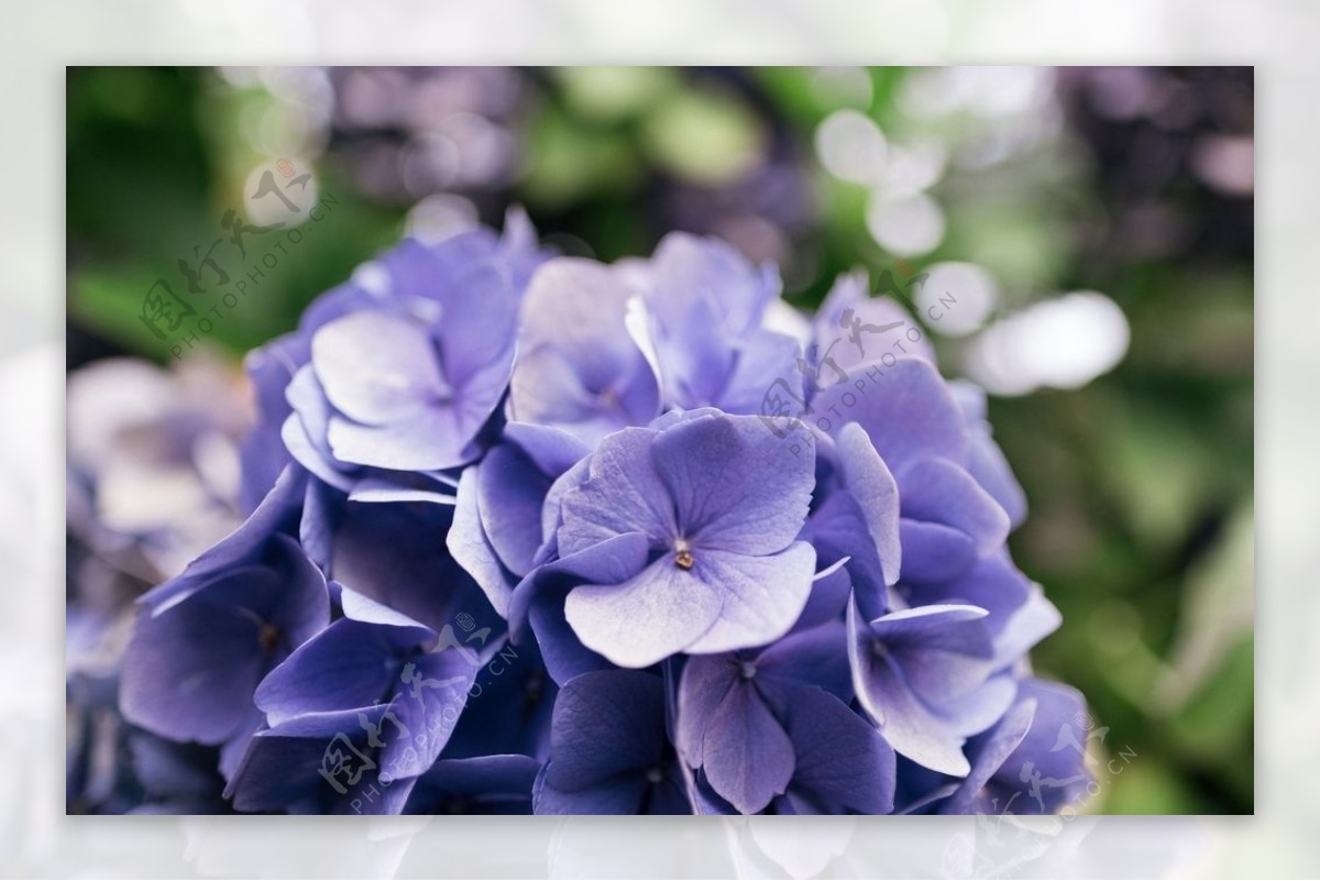 紫色的绣球花