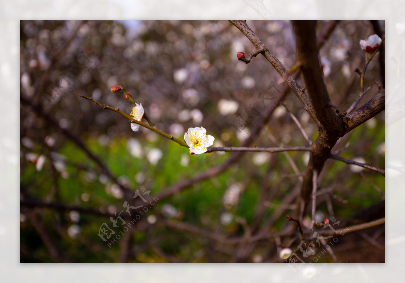 春天时刻之梨花盛开