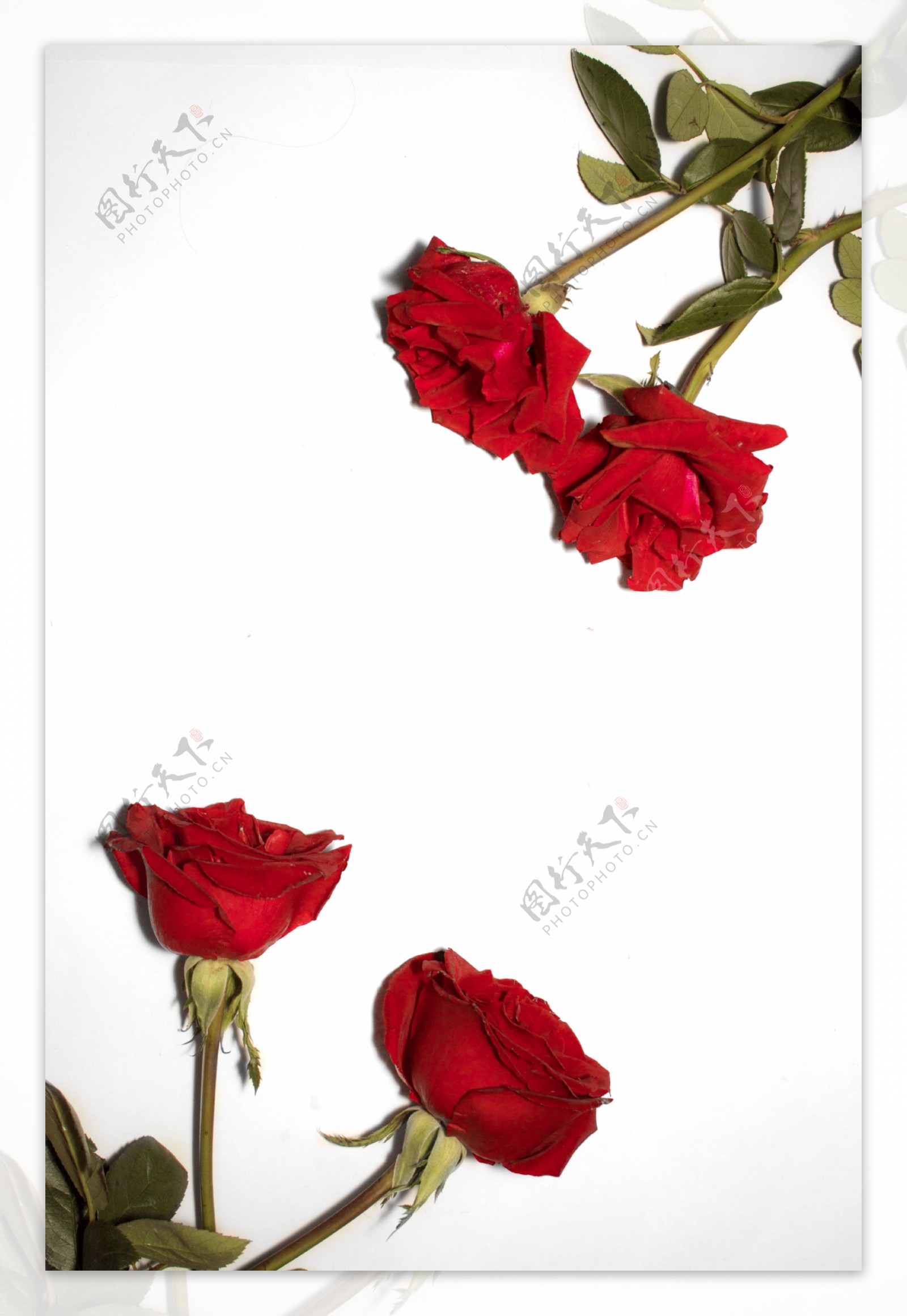 红色玫瑰花通用摄影背景