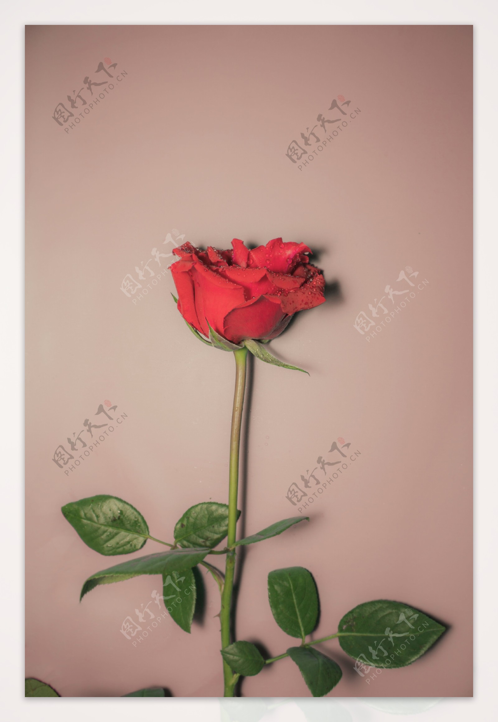 唯美玫瑰花商用摄影照片