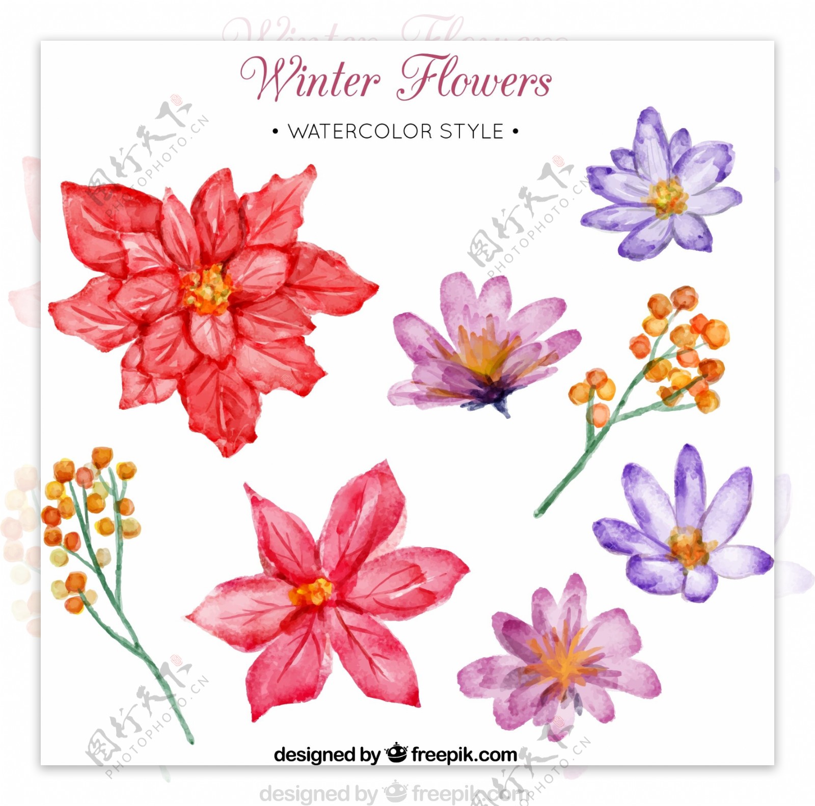 8款水彩绘冬季花朵