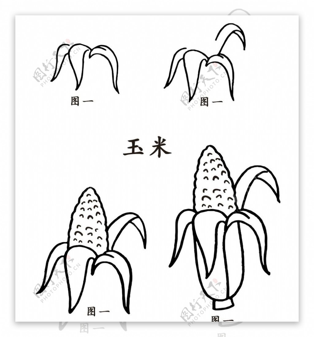 玉米簡筆畫線稿PNG圖案素材免費下載，圖片尺寸2000 × 2000px - Lovepik