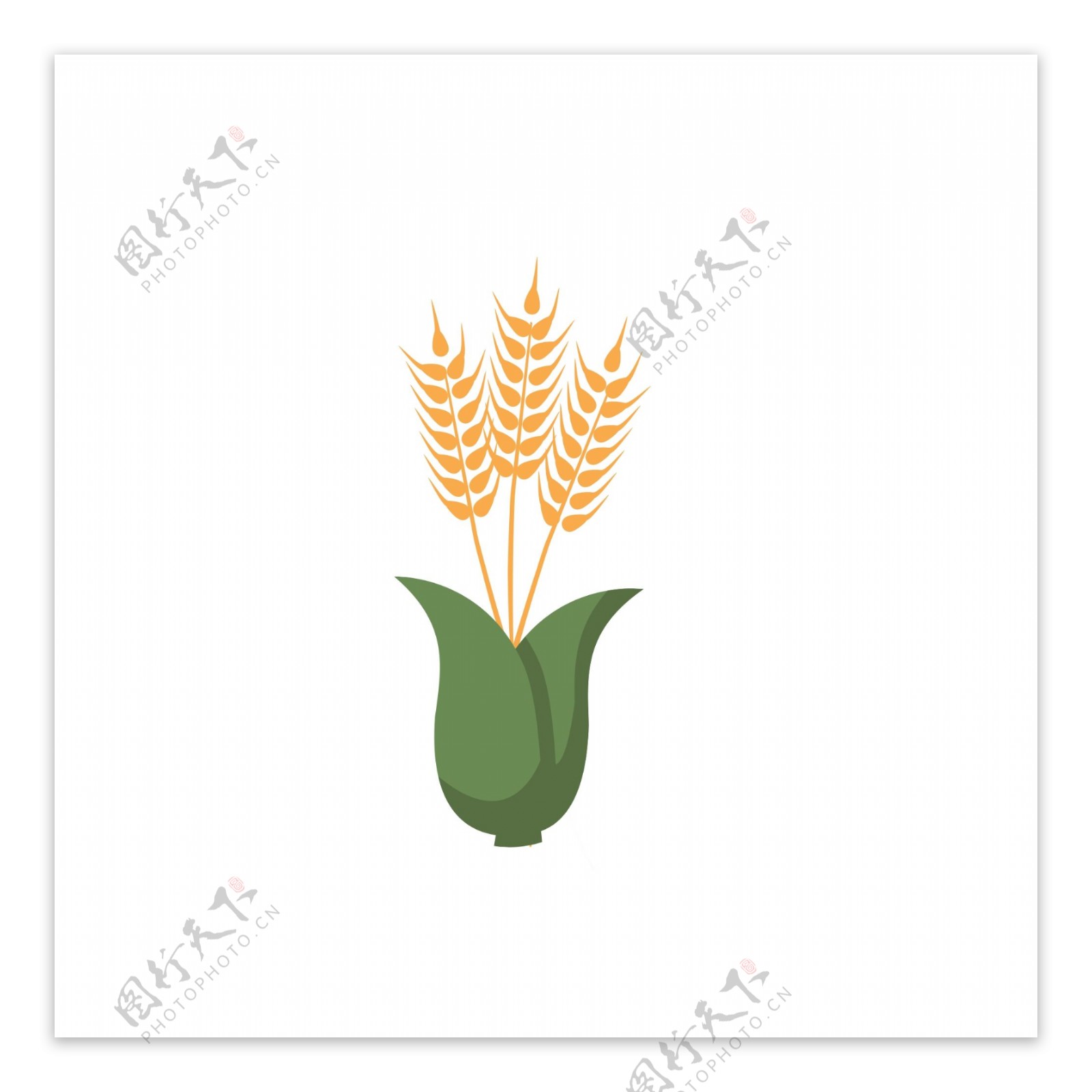 植物小麦粮食天然食物