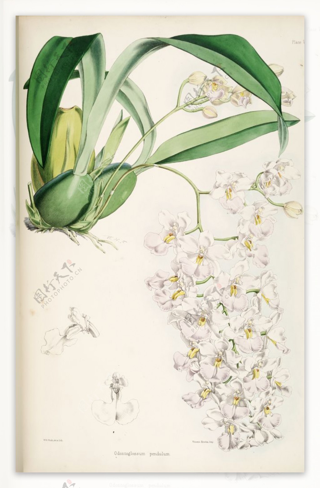 欧式美式手绘自然植物本草插画