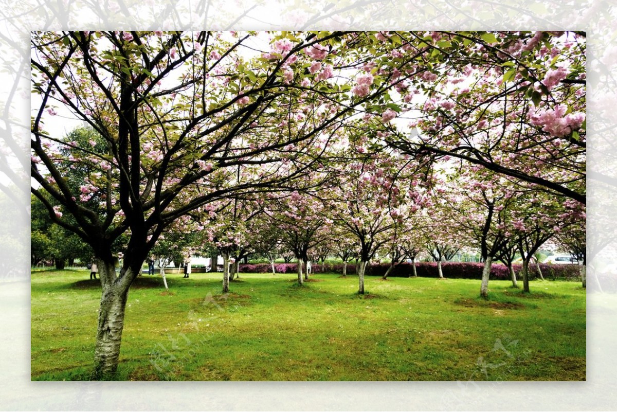 樱花公园