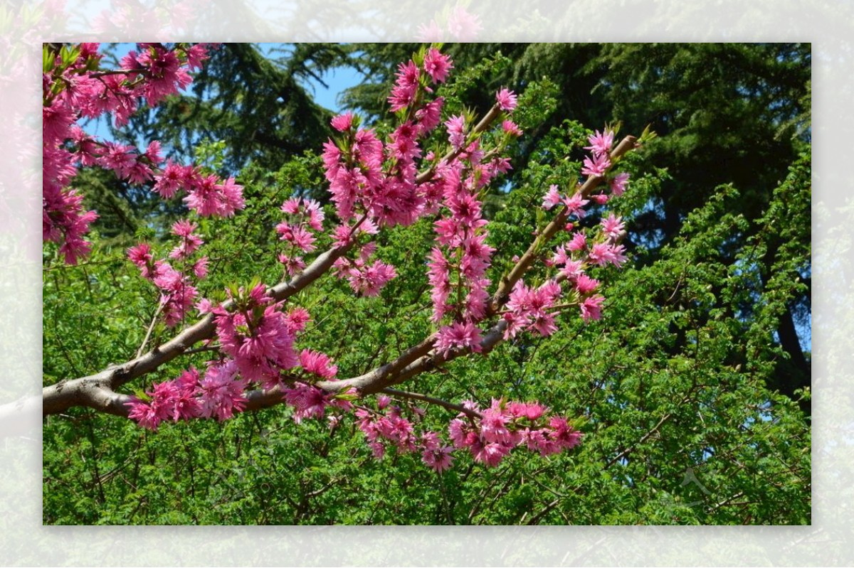 菊花桃