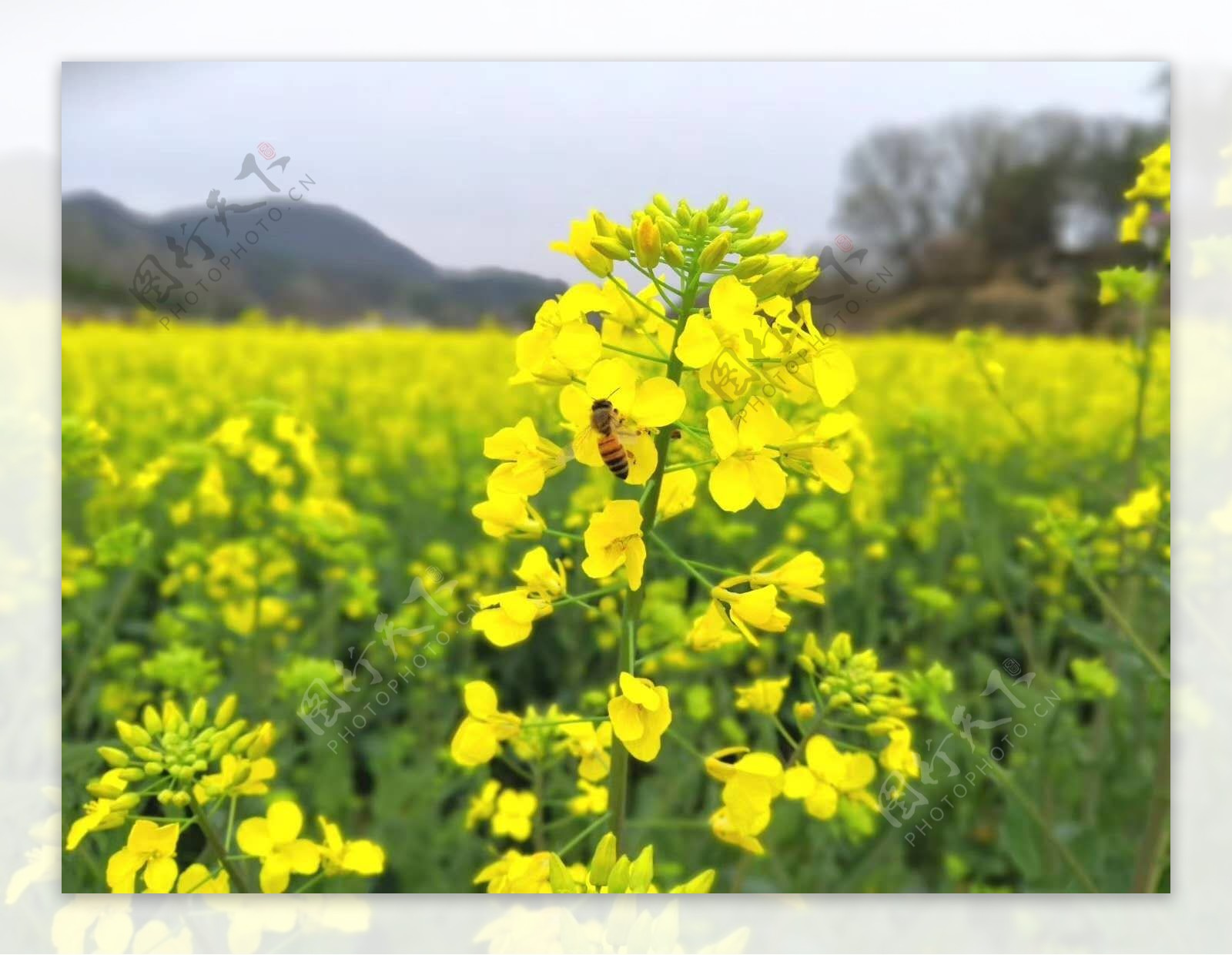 油菜花