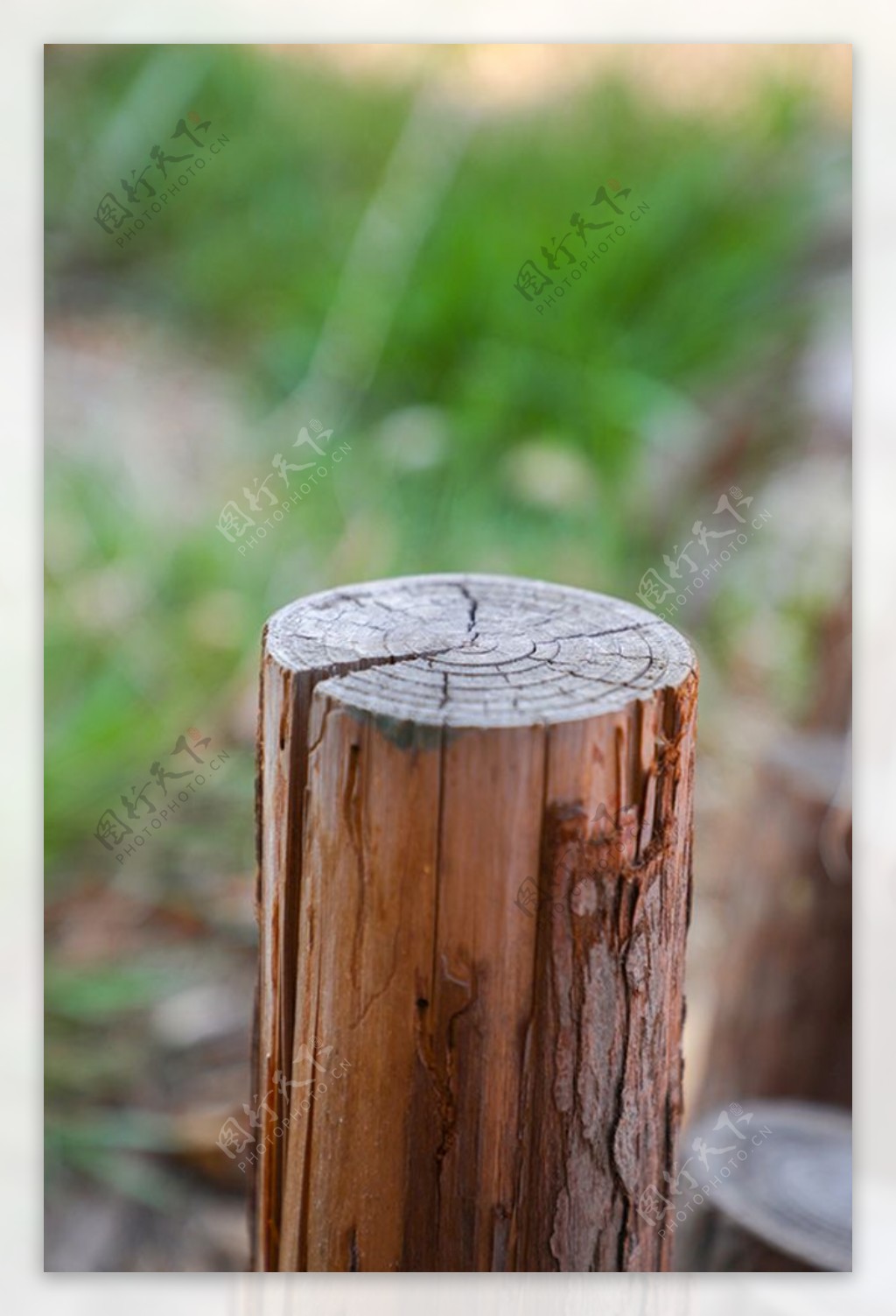 树墩木桩木头墩子木头