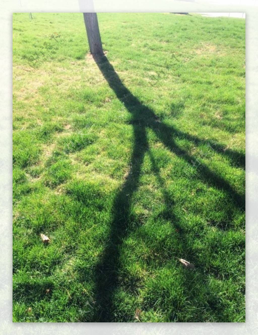 绿地树影