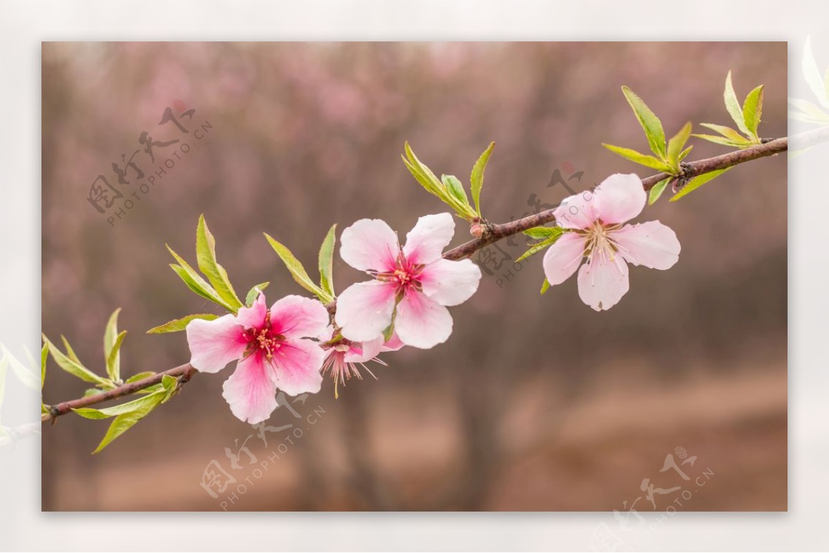 桃花