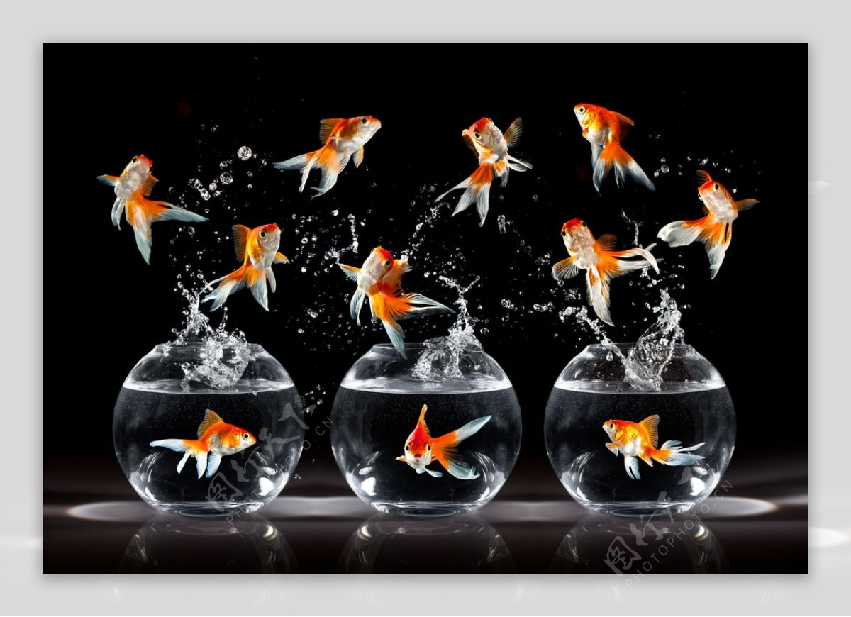 水缸里漂亮观赏金鱼摄影图高清摄影大图-千库网