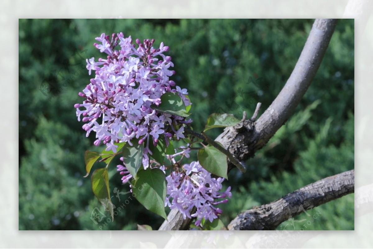 丁香花