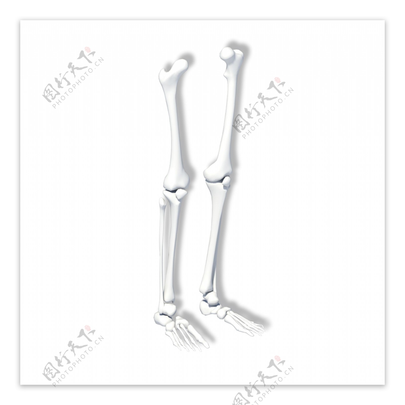 人体下肢骨骼模型