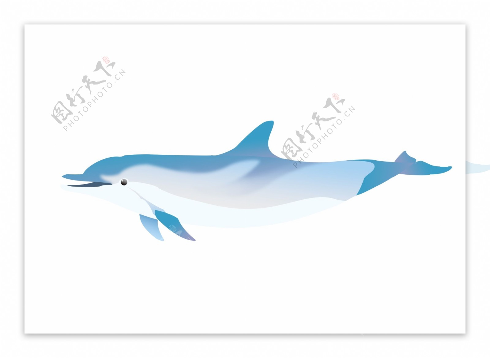 海洋海豚动物
