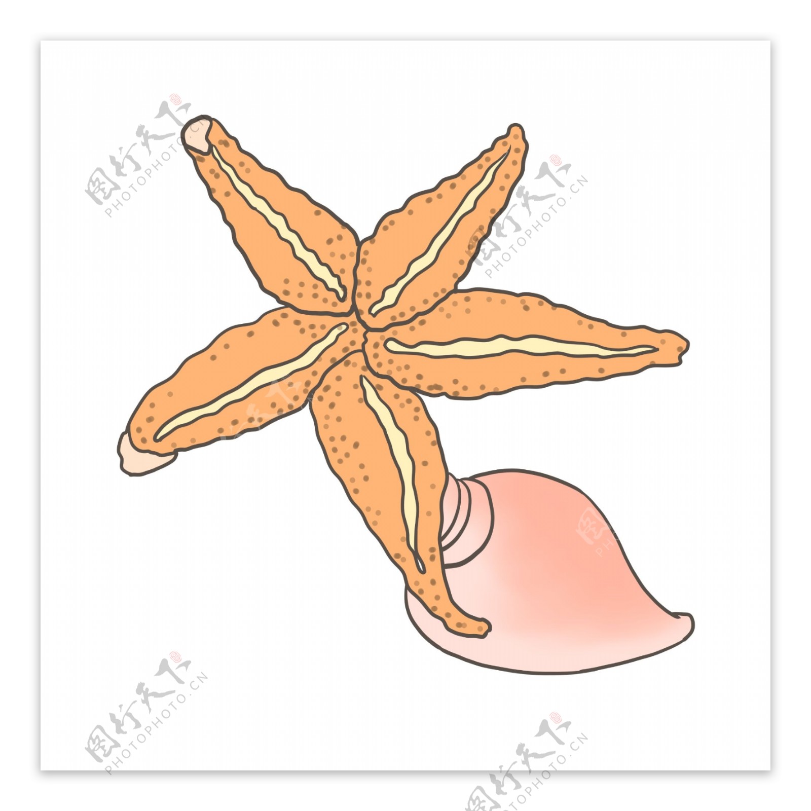 海洋海星海螺