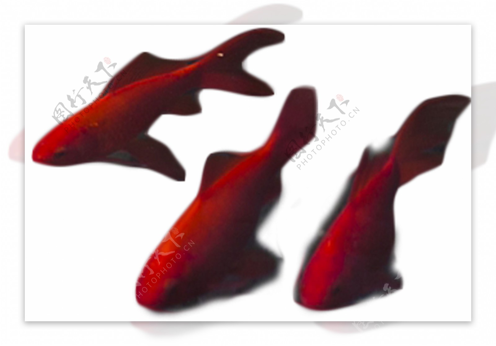 三只的红色小鱼自由自在