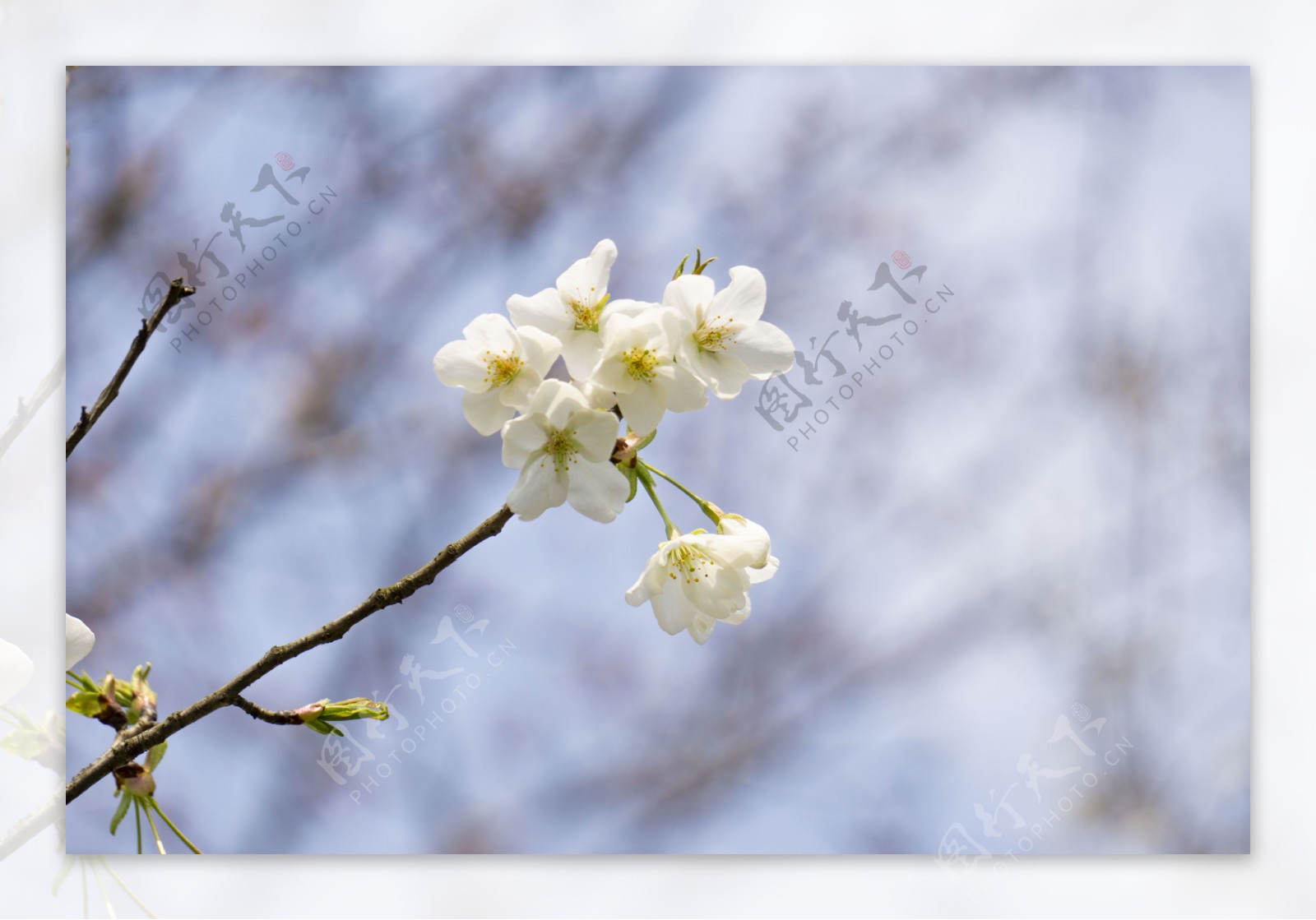 特写白色樱花摄影