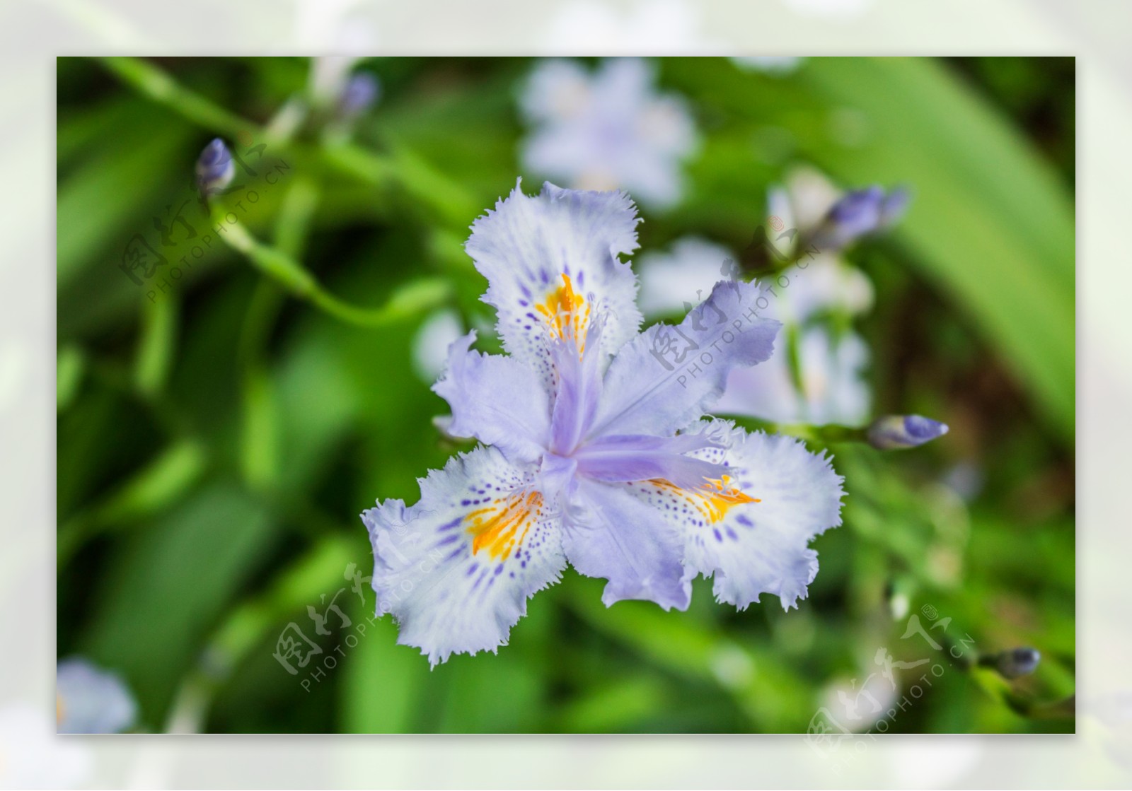 蝴蝶花植物商业摄影