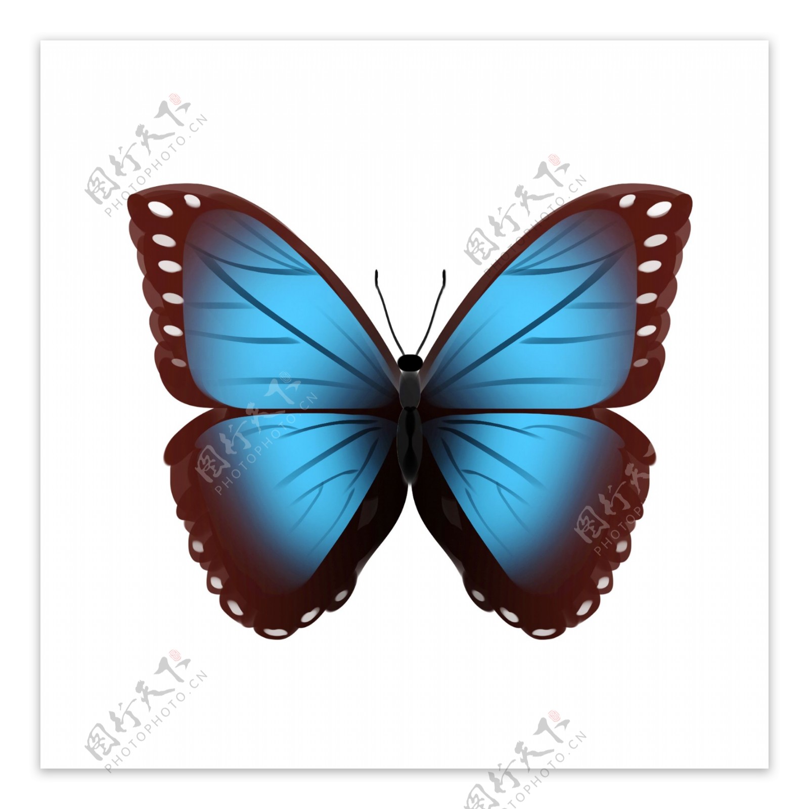 蓝黑色的蝴蝶插画