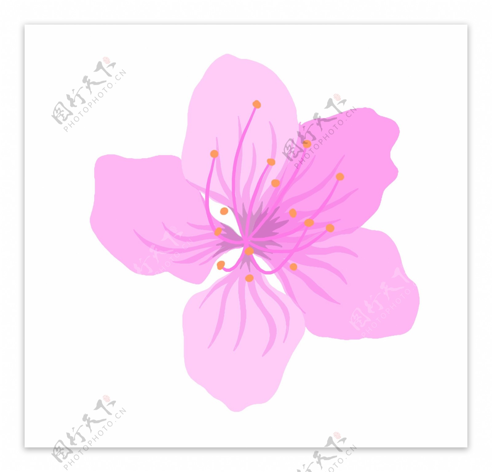 粉色花朵植物插画