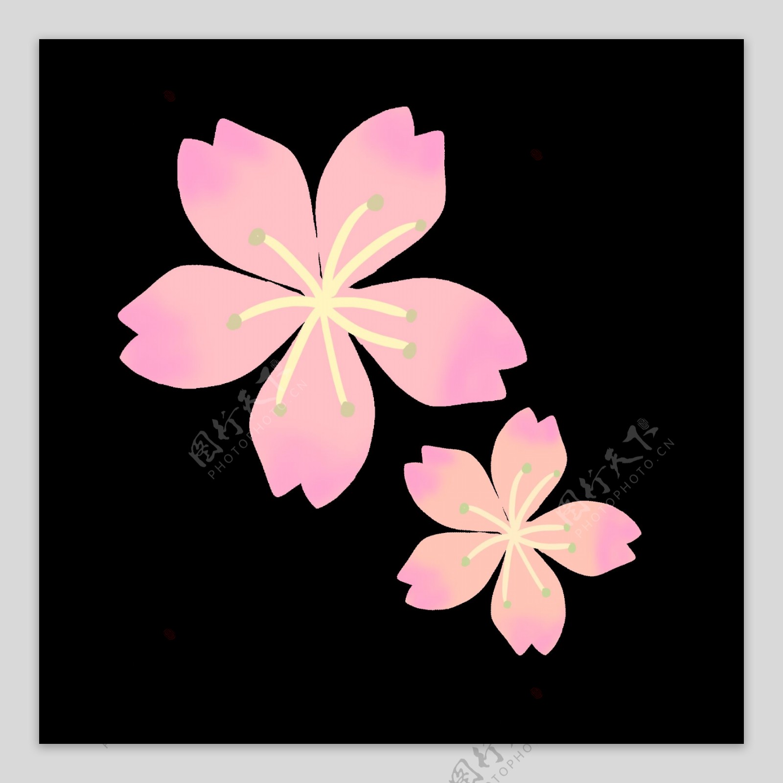 绽放的粉色樱花插画